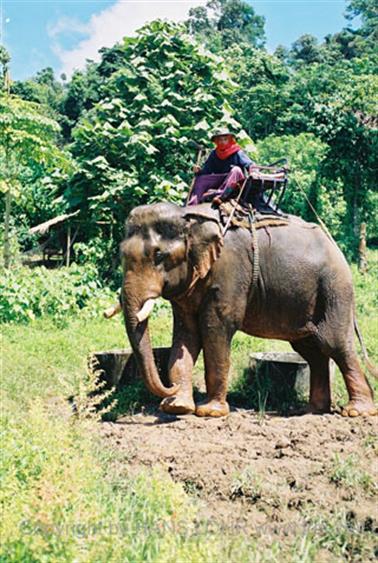 15 Thailand 2002 F1130023 Khao Lak Ausflug Elefantentrekking_478